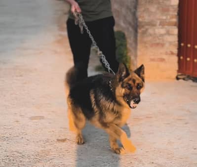 Healthy German Shepherd Dog