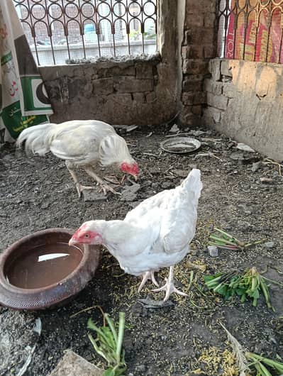 white female kurk hen for sale