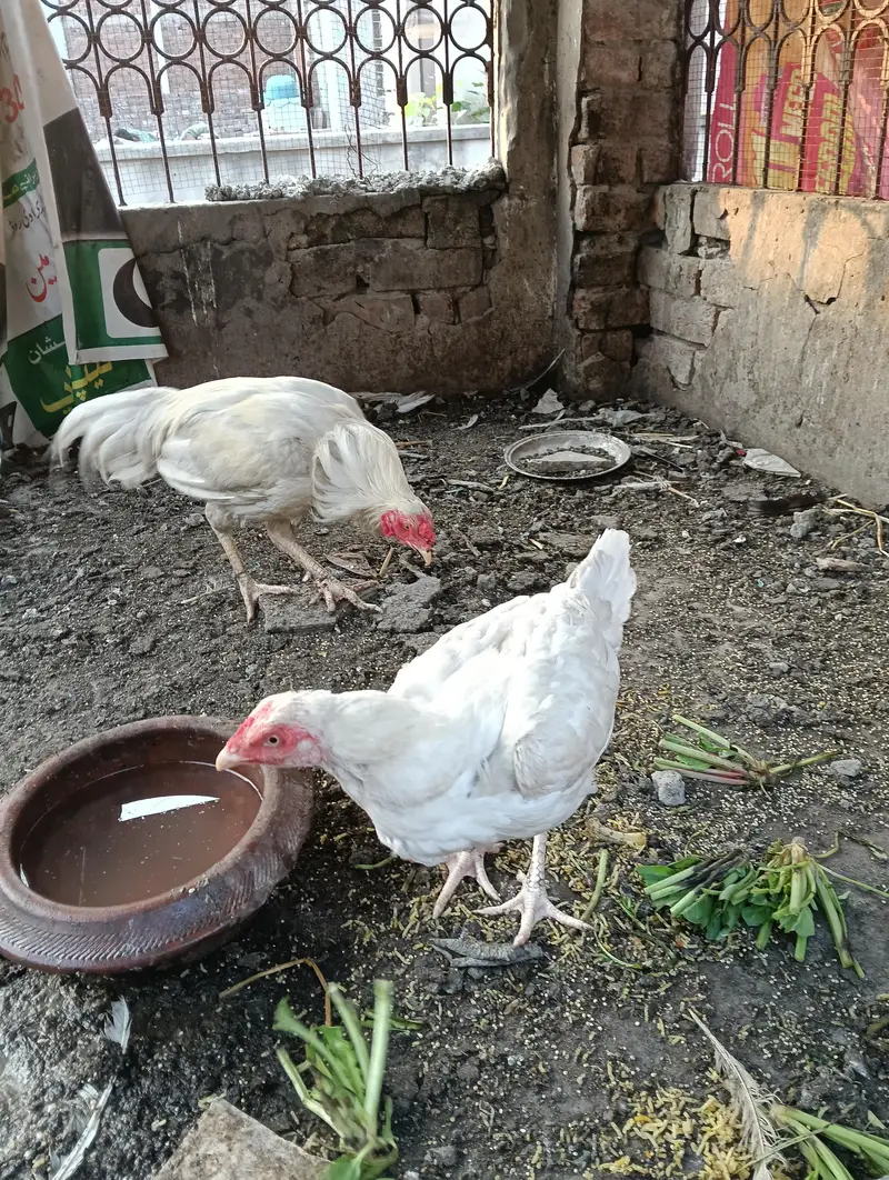 white female kurk hen for sale