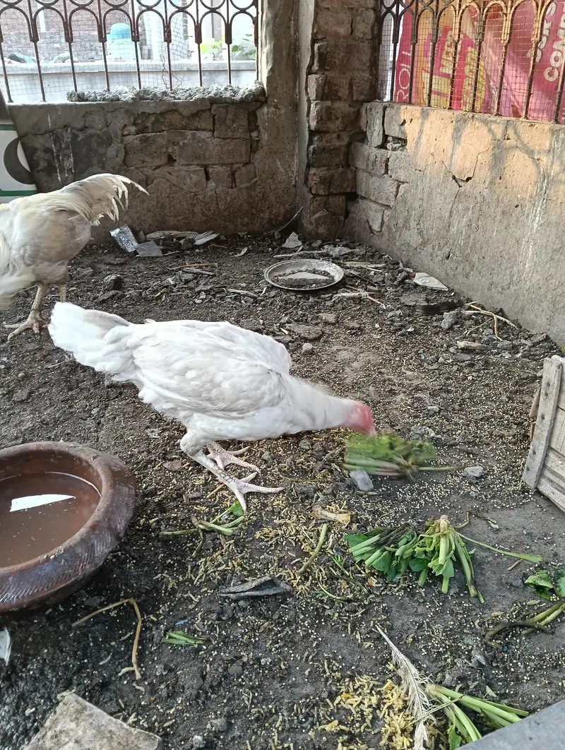 white female kurk hen for sale — photo 2