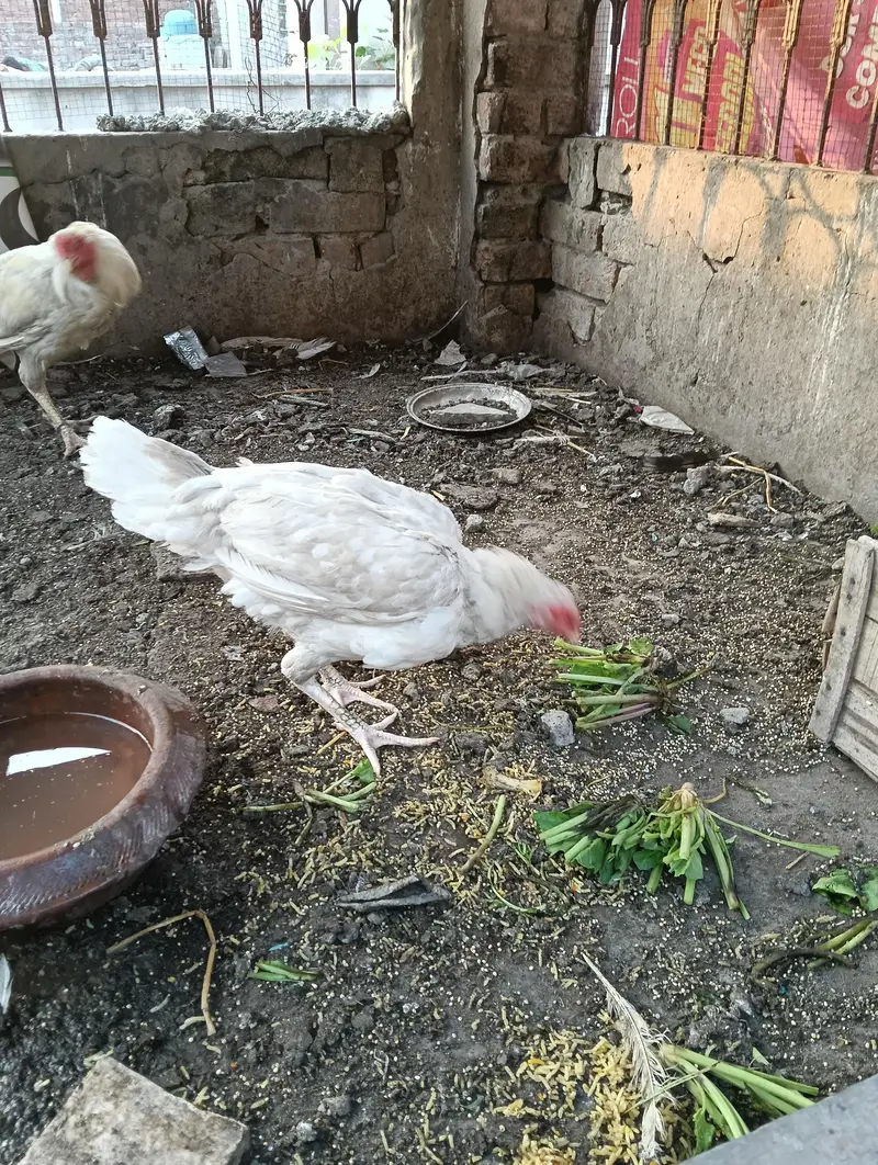 white female kurk hen for sale — photo 3