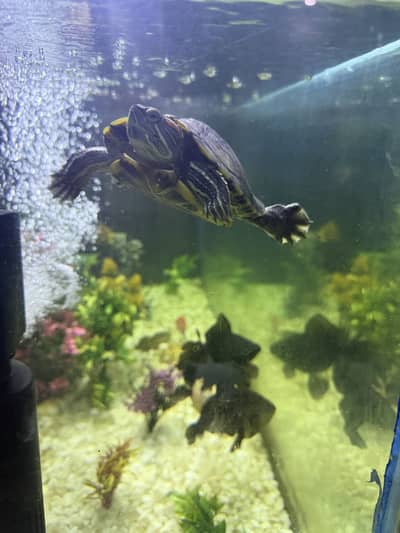 Turtle