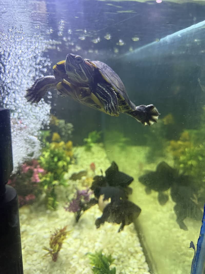 Turtle 0