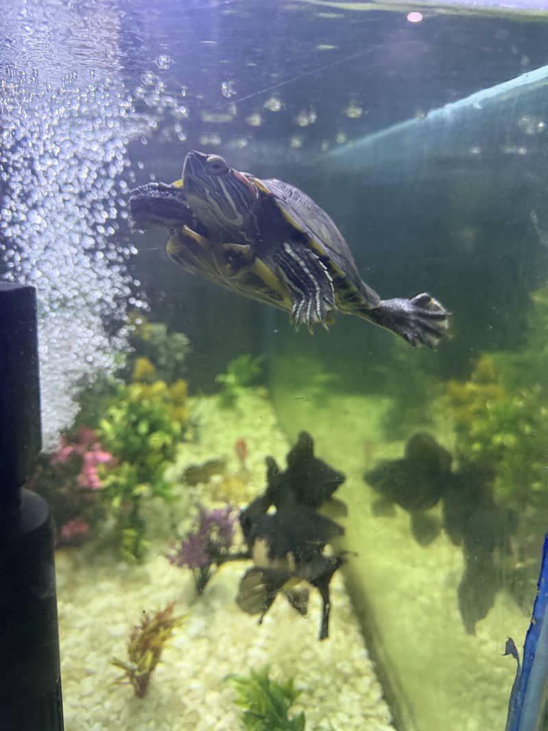 Turtle 1