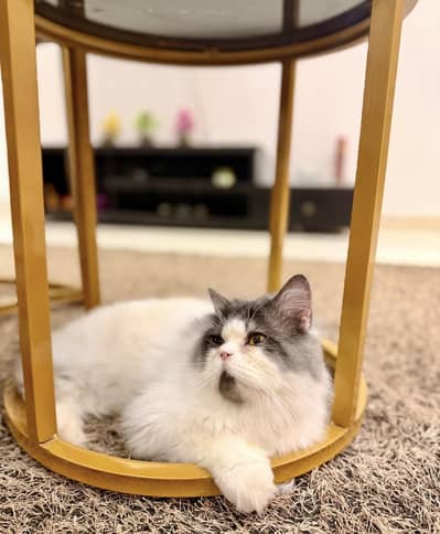 Fluffy !