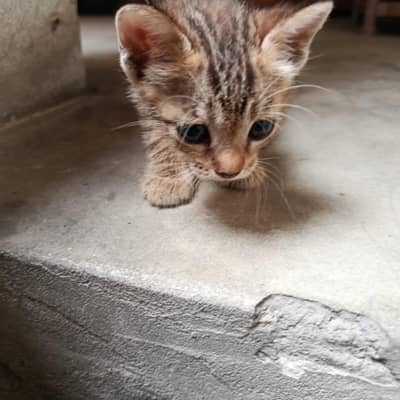 Semi Persian cat
