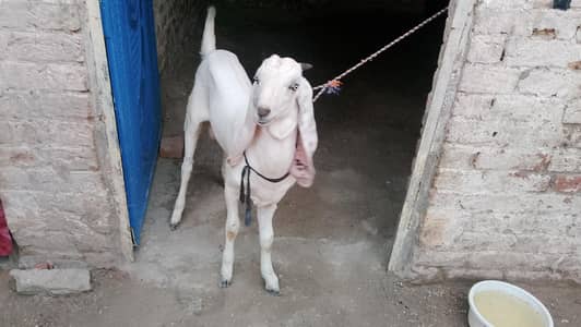 rajanpuri