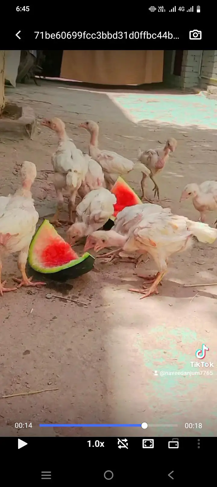 okara road okara punjab — photo 5
