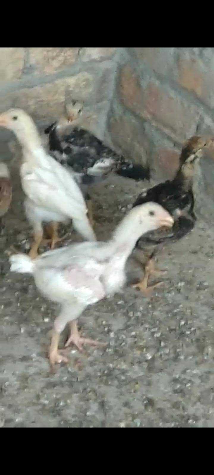 پیر پشوری اصیل پٹھے 3