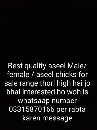 aseel birds for sale