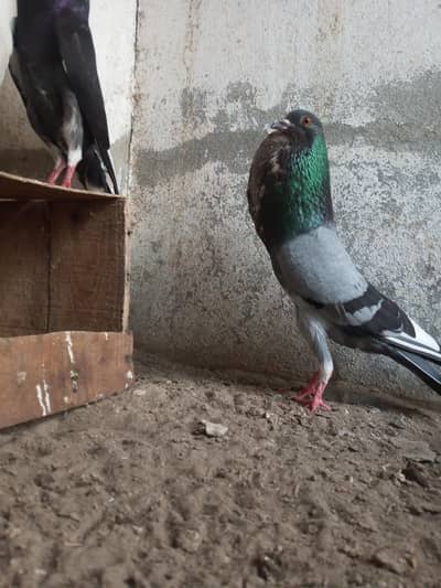 king pigeons |  gubara pigeon