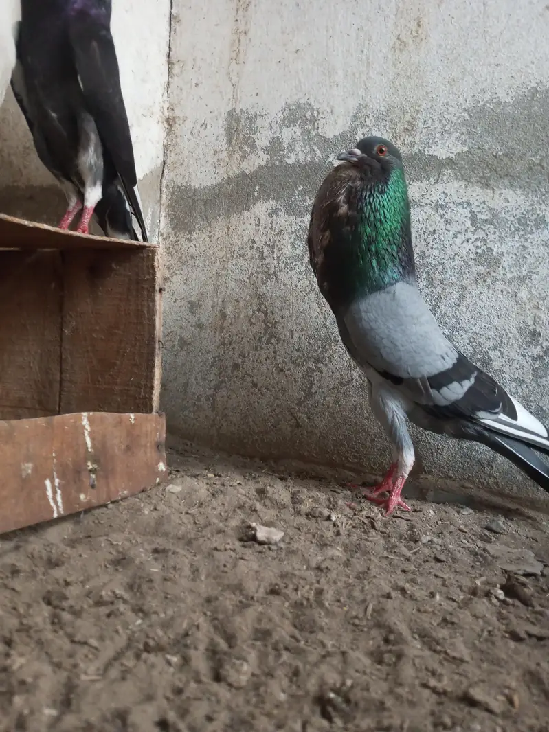 Per Piece ||  king pigeons |  gubara pigeon