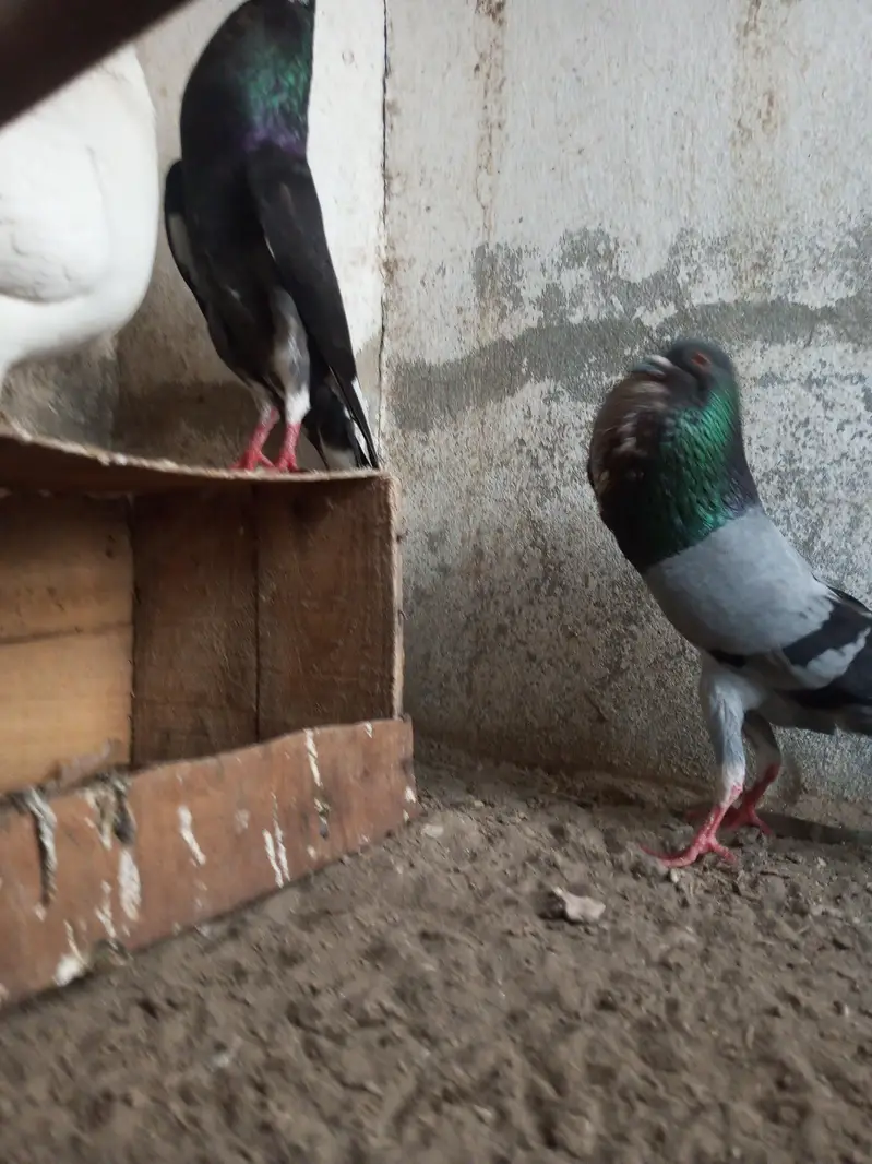 Per Piece ||  king pigeons |  gubara pigeon — photo 2
