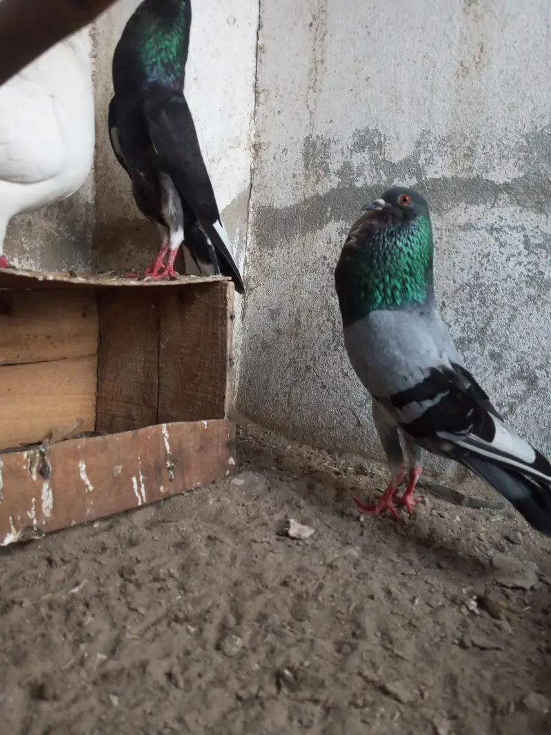 Per Piece ||  king pigeons |  gubara pigeon — photo 3
