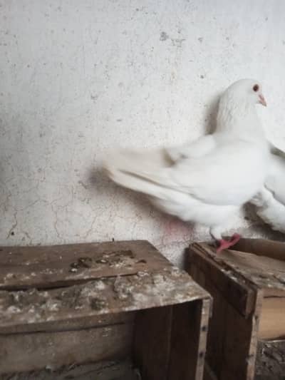 fancy  Pigeons | King Male | King Pigeon | 0323 | 4367769