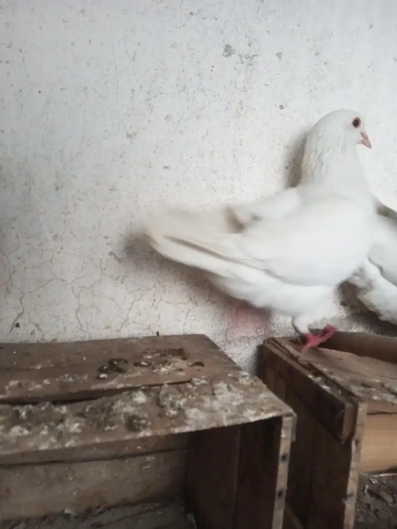 Per Piece ||  king pigeons |  gubara pigeon — photo 4