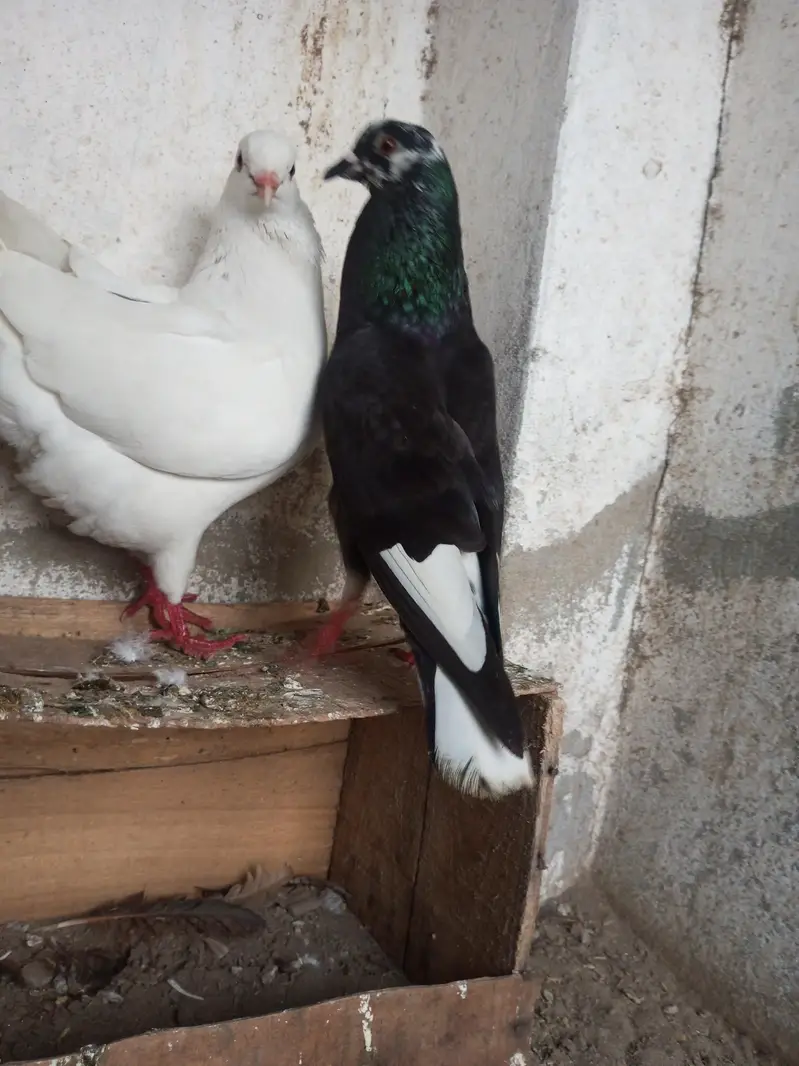 Per Piece ||  king pigeons |  gubara pigeon — photo 5