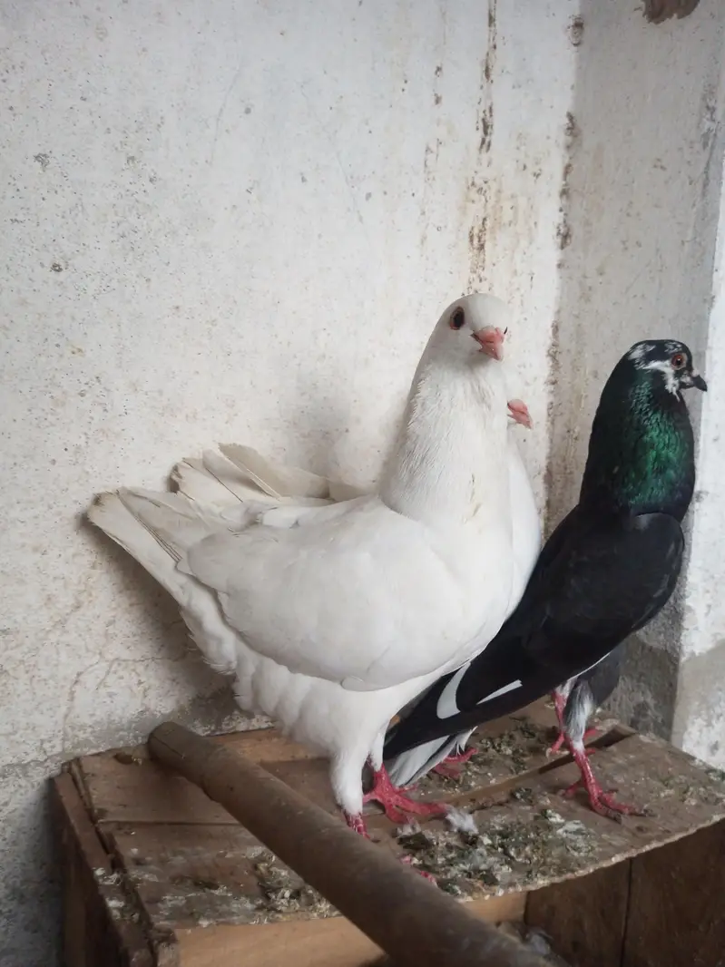 Per Piece ||  king pigeons |  gubara pigeon — photo 6