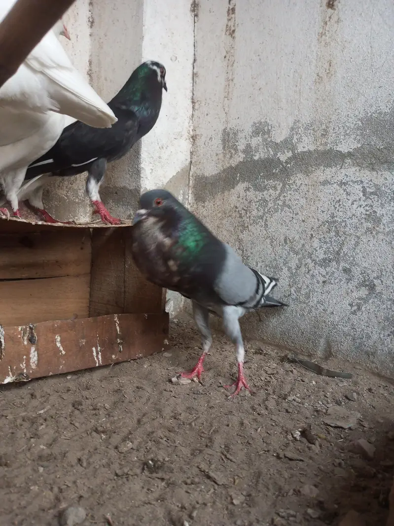 Per Piece ||  king pigeons |  gubara pigeon — photo 7