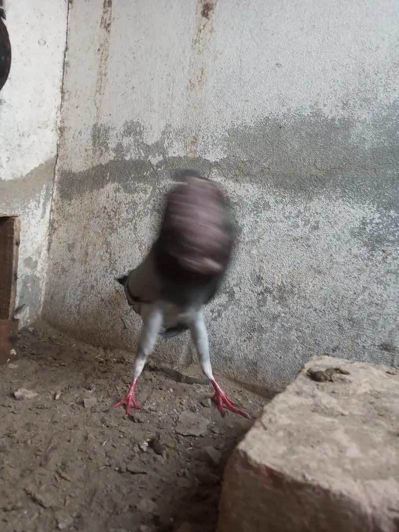 Per Piece ||  king pigeons |  gubara pigeon — photo 8