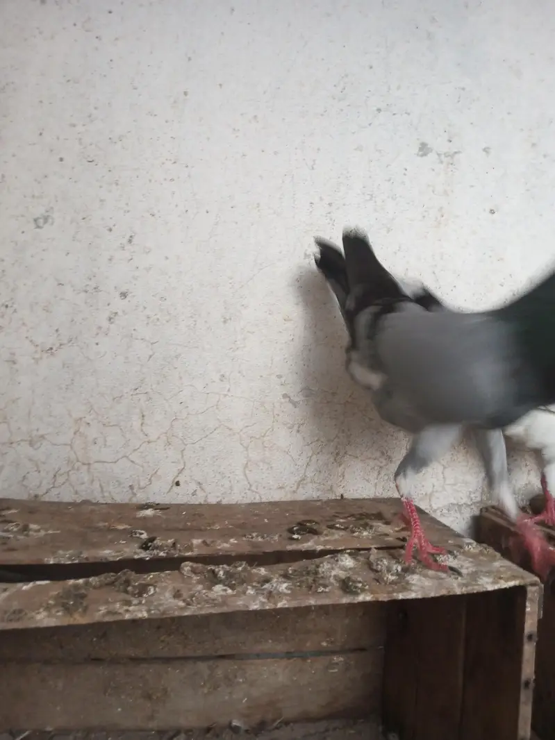 Per Piece ||  king pigeons |  gubara pigeon — photo 9