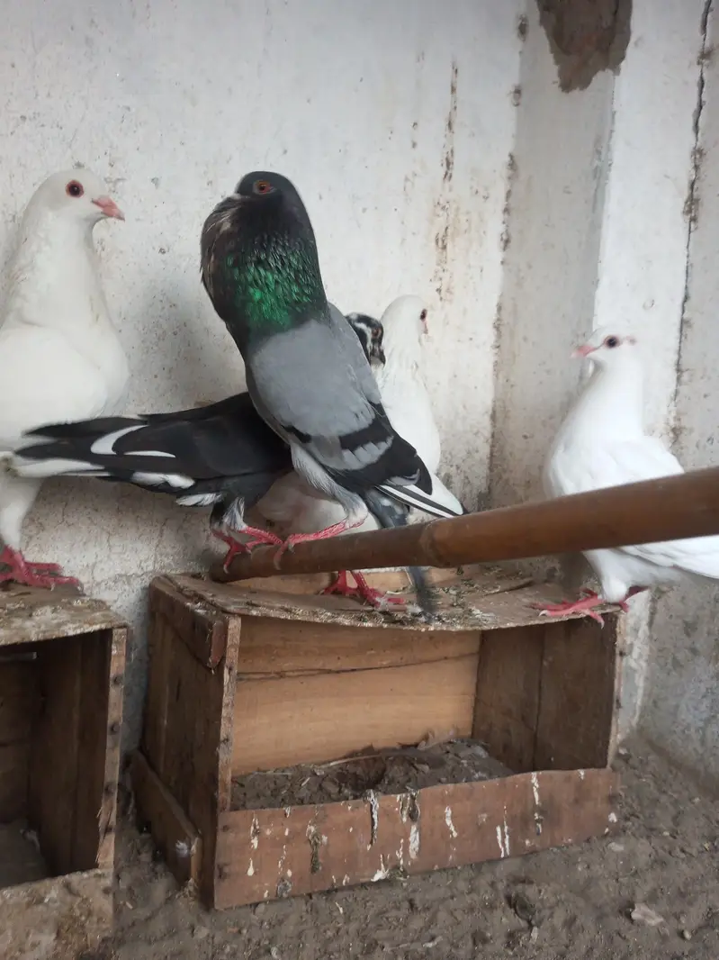 Per Piece ||  king pigeons |  gubara pigeon — photo 10