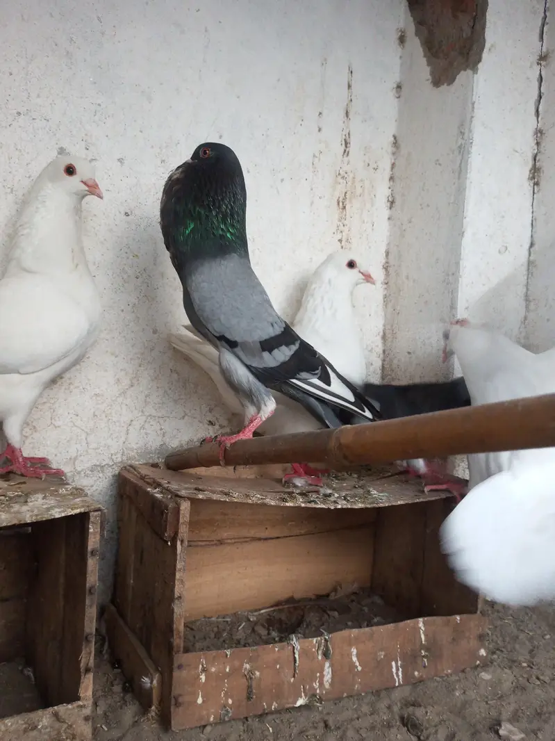 Per Piece ||  king pigeons |  gubara pigeon — photo 11