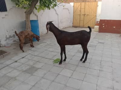 2 bakriyan sath 2 female