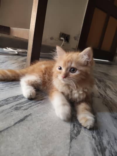 Persian male and american female