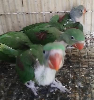 Raw Parrot chicks