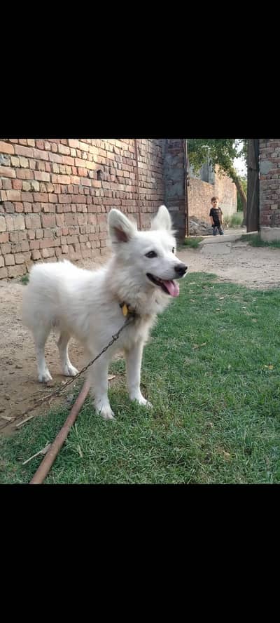 pure pista male dog