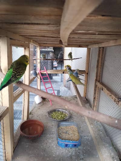 15 pairs Australian parrots