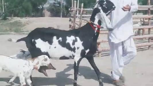 Desi Bakri for sale WhatsApp,, 03226643435