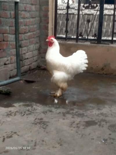 white buff young