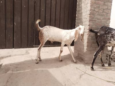 desi Bakra for sale"03226643435