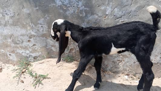 baby goat male