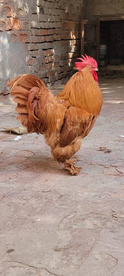 Golden Heavy Buff Cochin