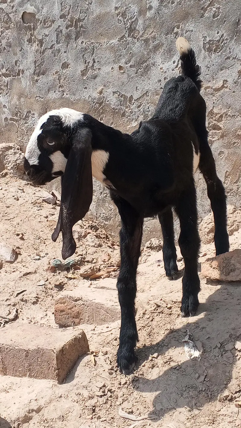 goat baby — photo 2