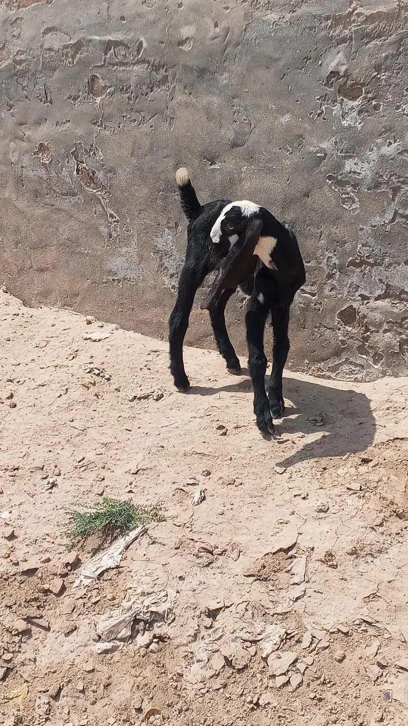 goat baby — photo 4