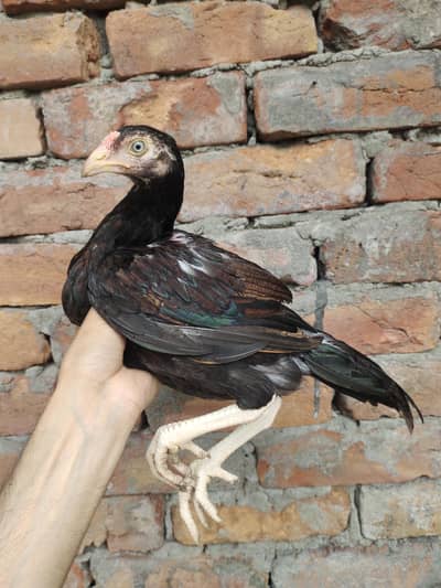 Aseel chiks