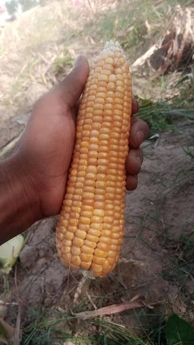 dasi maki seed