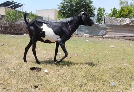 betal croas goat  2 month ke cras ha
