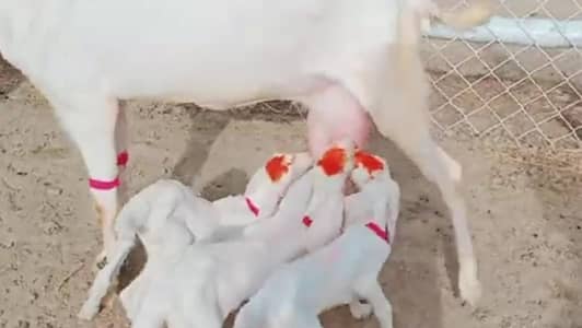 3 Bacchon Ka Sath Desi Bakri For Sale/03226643435