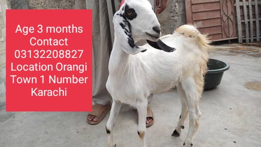 Ando Bakra Looking for New Home