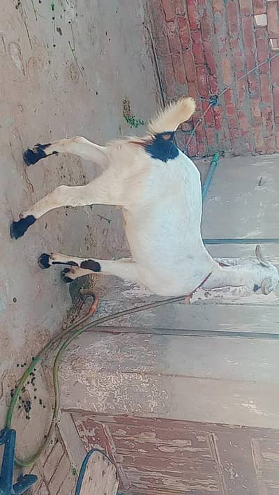 Bakra for sale