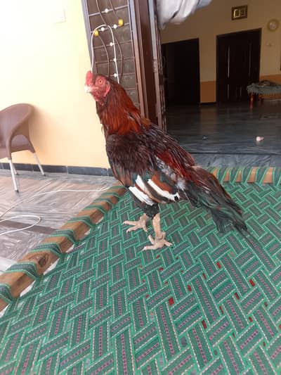 Aseel murgha breeder high quality ka