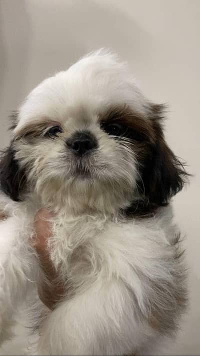 Shih Tzu Female Pup for sale