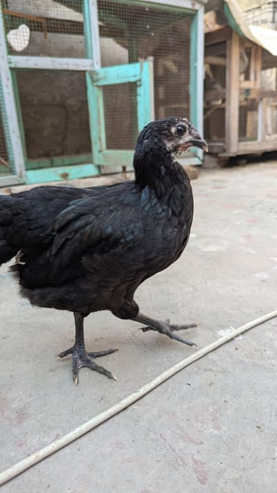 heritage chick's for sale