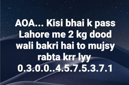 Doodh wali bakri chahiye mujhe. . 0300 4575 371