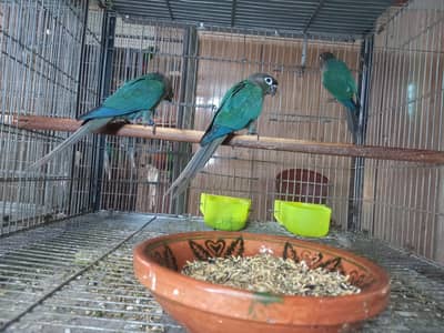 Blue turquoise black feet black chest conure males available/parrots